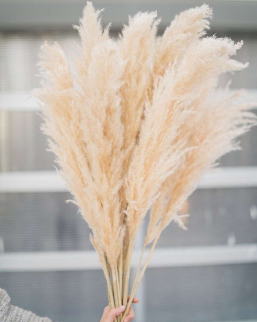 Tuscan Desert Cream Beige Extra Fluffy Pampas Grass-1