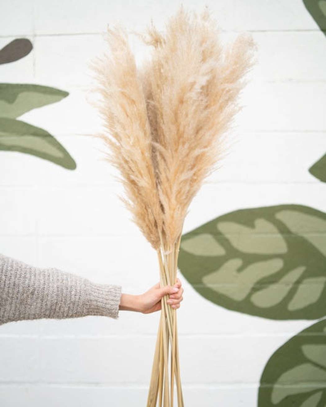 Tuscan Desert Cream Beige Extra Fluffy Pampas Grass-2