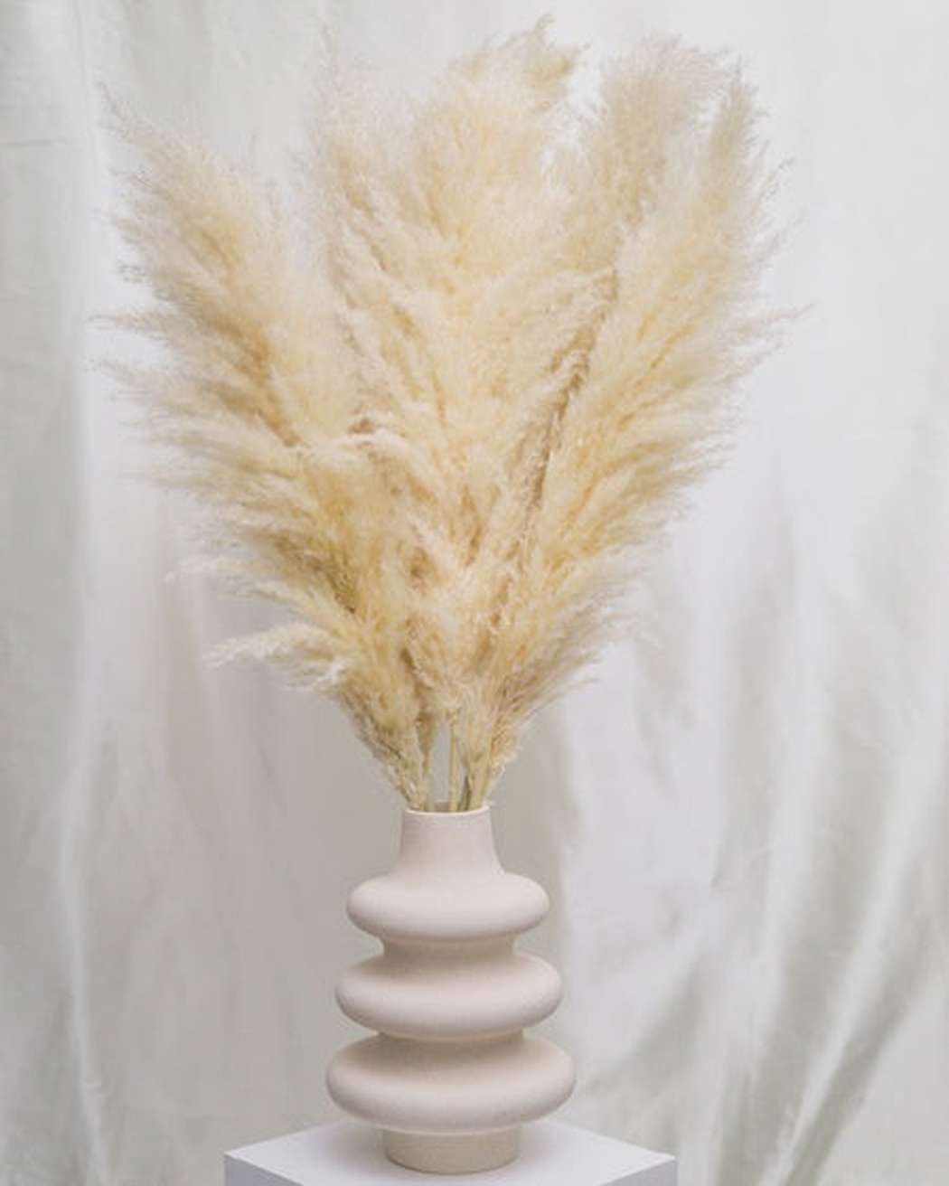 Tuscan Desert Cream Beige Extra Fluffy Pampas Grass-4