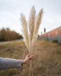 Tuscan Desert Cream Beige Extra Fluffy Pampas Grass-5