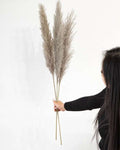 Cool Grey Pampas Grass-5