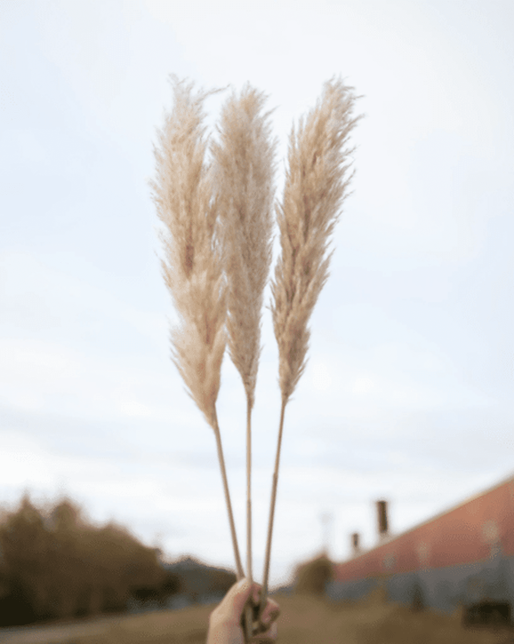 Tuscan Desert Cream Beige Extra Fluffy Pampas Grass-6