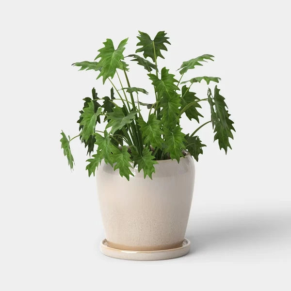 Ceramic Planter with Reactive Glaze – Off White, 8″